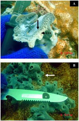 Variation of Carbon–Nitrogen Contents and Allelopathic Disruption of Renieramycin M–Producing Sponge Xestospongia sp. in the Gulf of Thailand